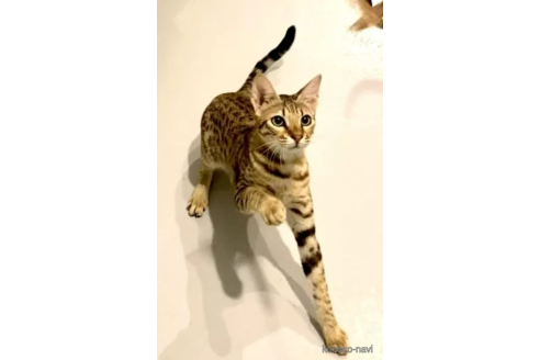 成約済の茨城県のサバンナキャット-93362の5枚目